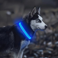 LED Light Dog Collar